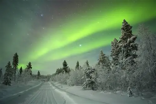 Зеленый свет проносится по небу над заснеженным лесом в финской Лапландии.