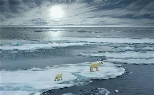Белый медведь и детеныш гуляют по льдине в норвежских арктических водах на Шпицбергене.