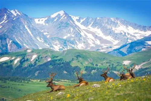 Североамериканские лоси отдыхают на лугу Скалистых гор в Колорадо, США.