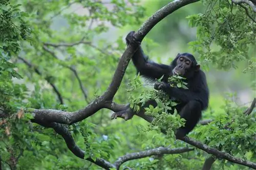 Восточный шимпанзе в национальном парке Гомбе, Танзания