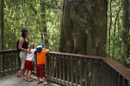 Особенности - Смоковница Семья и Душитель.