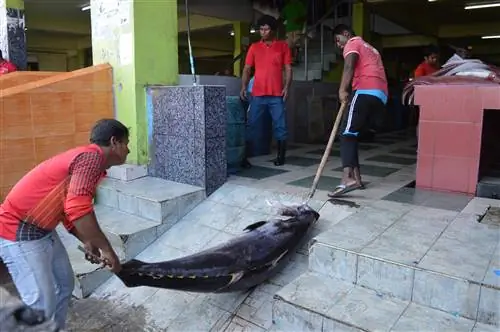 Желтоперый тунец на рыбном рынке Мале