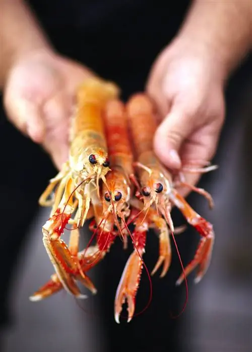 Мужчина держит раков, побережье Бохуслен