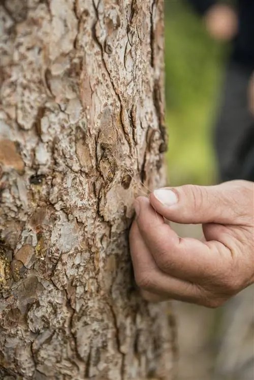 Гид Брент находит прядь меха там, где медведь гризли чешется.