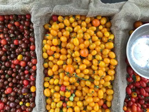 Яркие продукты на фермерском рынке Байрона