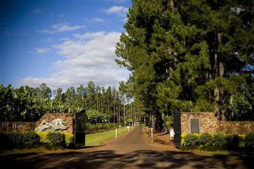 Вход на территорию завода Mt Uncle Distillery с банановой плантацией слева.