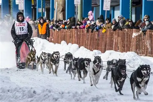 Гонки на собачьих упряжках в Fur Rondy в Анкоридже, Аляска.