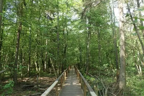 Деревянная дорожка - один из немногих признаков деятельности человека на территории строго охраняемой территории. Изображение