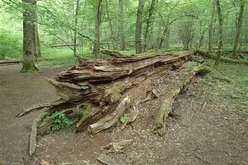 Гниющее дерево питает новую жизнь в лесу.