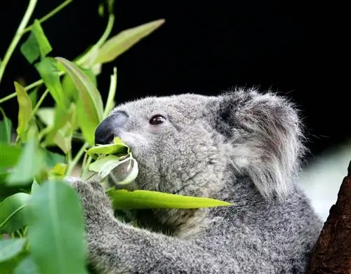 Коала ест листья эвкалипта в заповеднике Lone Pine Koala.