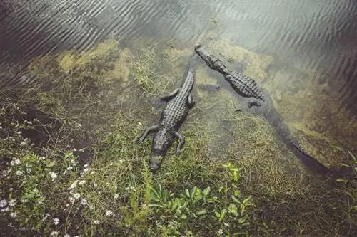 Глядя на двух аллигаторов, плавающих в болотистой воде во Флориде.