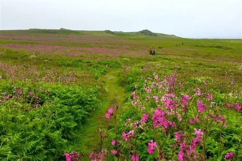 Красный кампион освещает травянистое плато Скомера