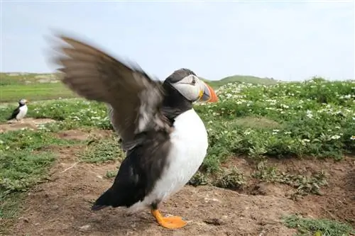 Тупики могут взмахнуть крыльями 400 раз в минуту