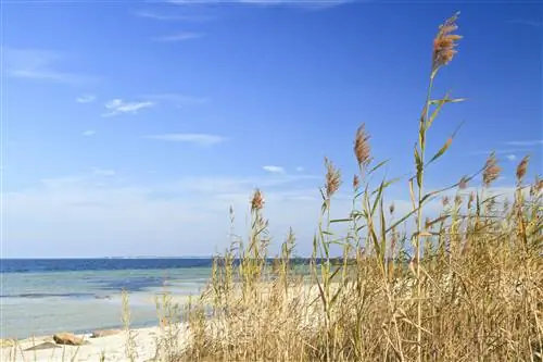 Морской овес и голубое небо