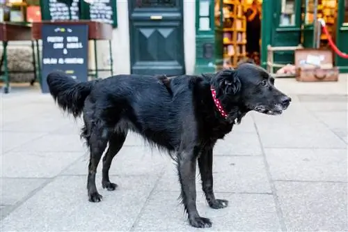 Черная собака стоит на тротуаре возле книжного магазина