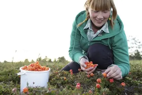 Женщина собирает морошку в Финляндии, где популярно собирательство