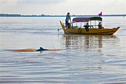 Пресноводные дельфины окружают небольшую лодку в Кратьэх, Камбоджа.