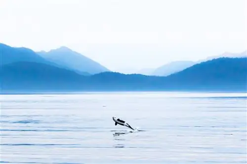 фотография дикой природы на Аляске-j.webp