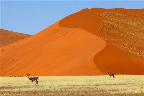 Спрингбок на больших красных песчаных дюнах в Namib Naukluft NP