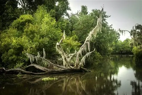 Заповедник Баратария