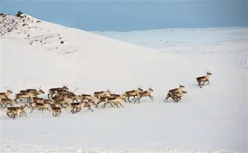 Северные олени относительно распространены в Восточной Исландии.