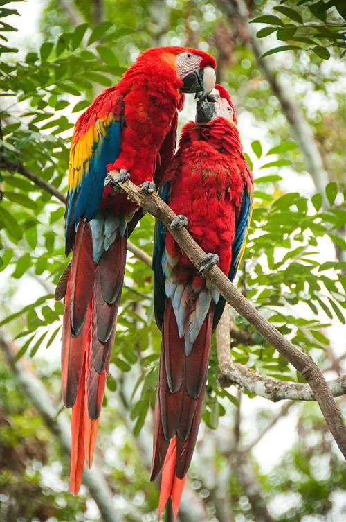 Estación Biológica Las Guacamayas является домом для сохранения алого ары.