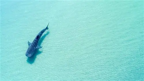 Китовая акула (rhincodon typus), самая большая рыба в океане, вид сверху в водах Ла-Паса, Южная Нижняя Калифорния.