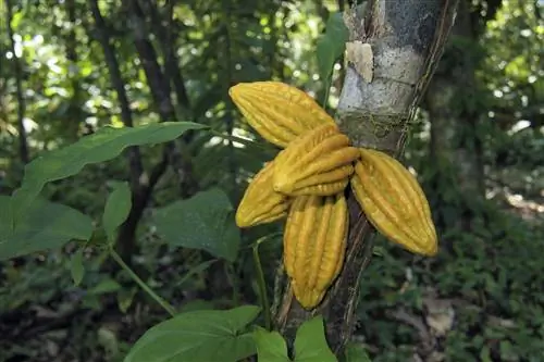 Дикие стручки какао на дереве в джунглях, Бокас-дель-Торо, Карибский бассейн, Панама