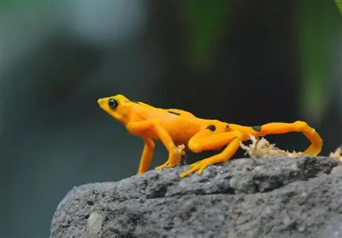 Золотая лягушка, находящаяся под угрозой исчезновения, замечена в Эль-Нисперо-дель-Валье-Антон.