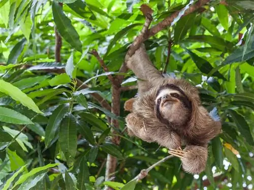 Характеристики - Sloth_panama-1650f860d010
