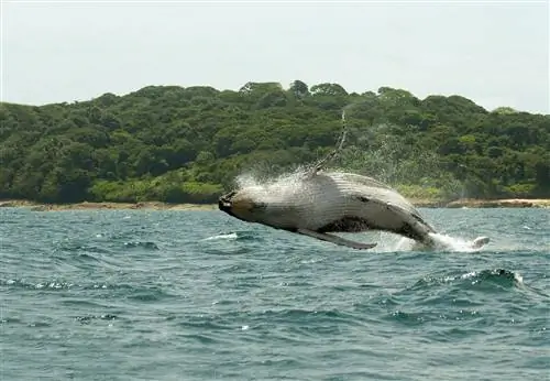 Горбатый кит прыгнул в воздух у тихоокеанского побережья Панамы.
