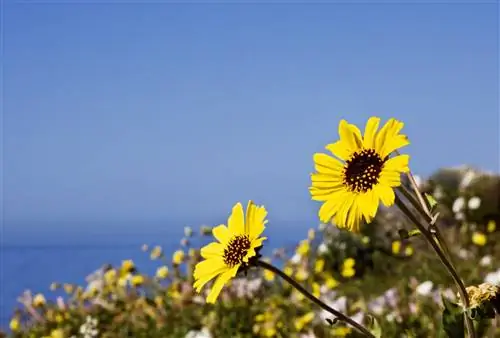 Ярко-желтые полевые цветы цветут на пастбищах на вершине скалы с морем на расстоянии