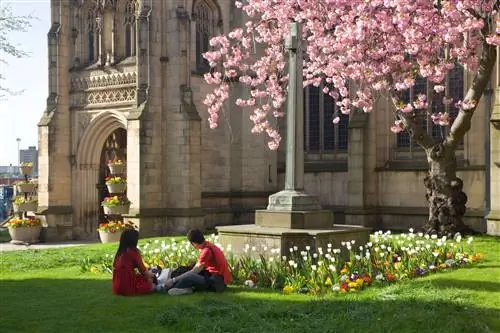 Посетители сидят на траве возле цветущей вишни возле Манчестерского собора