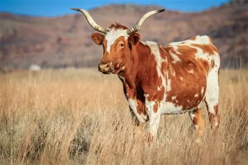 Дикая длиннорогая корова (Bos taurus) в прерии в заповеднике дикой природы Уичито-Маунтинс в Оклахоме.