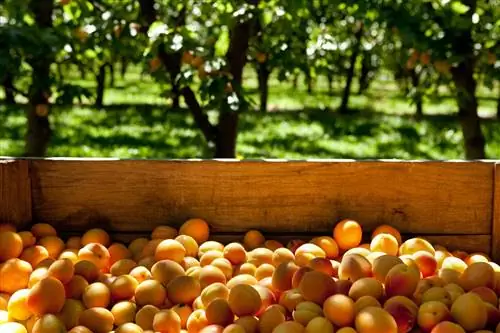 абрикосы Кромвель, Новая Зеландия