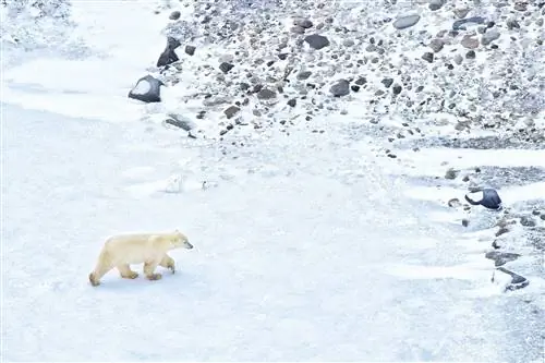 Считается, что изменение климата вынуждает белых медведей уходить вглубь суши на более длительные периоды в году, что приводит к снижению массы тела и сокращению популяции.