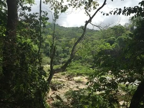 ПНН Тайрона