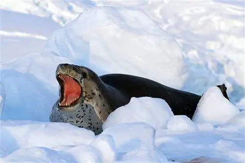 Морской леопард