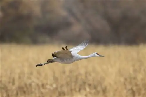 Канадский журавль в национальном заповеднике дикой природы Боске-дель-Апачи.