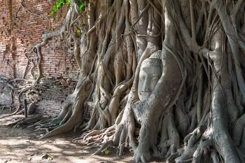 Голова Будды в руинах Ват Махатхат, Аютайя, Таиланд