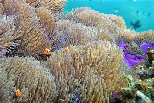 Остров Тиоман предлагает одни из самых доступных мест для дайвинга и сноркелинга в Малайзии.