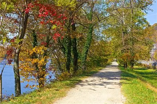Красочные лиственные деревья, растущие на Аппалачской тропе