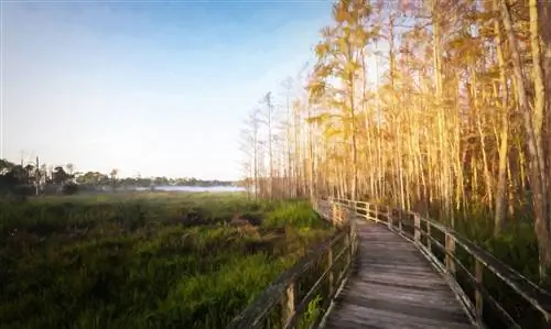 Променад вдоль заповедника в заповеднике Corkscrew Swamp Sanctuary в Неаполе, Флорида Променад вдоль заповедника в заповеднике Corkscrew Swamp Sanctuary в Неаполе, Флорида