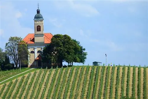 Знаменитые виноградники Капела на северо-востоке Словении