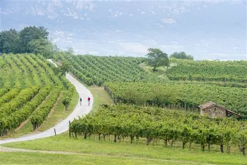 Езда на велосипеде между дверями подвала возле села Слап в Випавской долине.