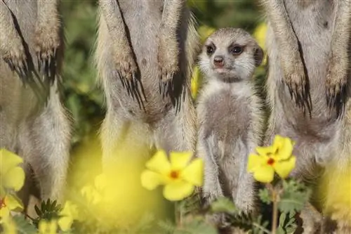Джен Гайтон. Проект Kalahari Meerkat, Северный Кейп, Южная Африка-j.webp