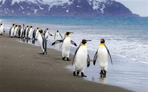 Императорские пингвины гуляют вдоль береговой линии