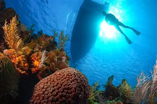 Особенности - Дайвер над коралловым рифом, Утила, Карибское море, Гондурас