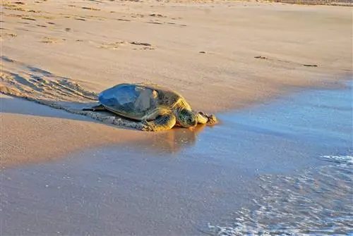Зеленая морская черепаха (Chelonia mydas) на песке в Рас Аль Джинз
