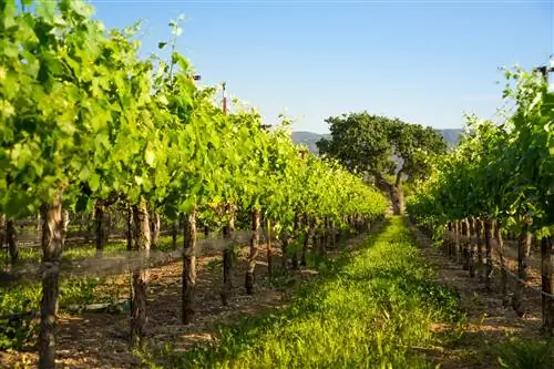 Виноградник с дубами в Санта-Барбаре, Калифорния